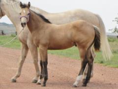 Whiskey Up Rebel JW<BR>AQHA 5731986